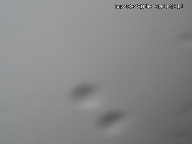 naso20160909091413.jpg